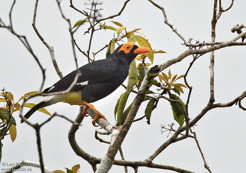 Long-tailed Myna