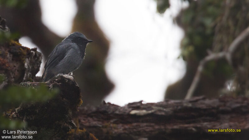 Black-throated Robin