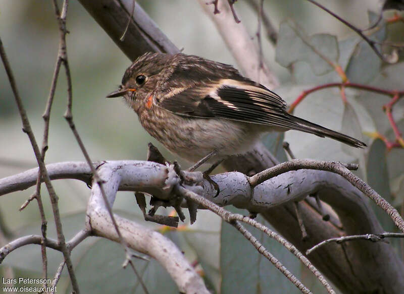 Scarlet Robin female adult, identification