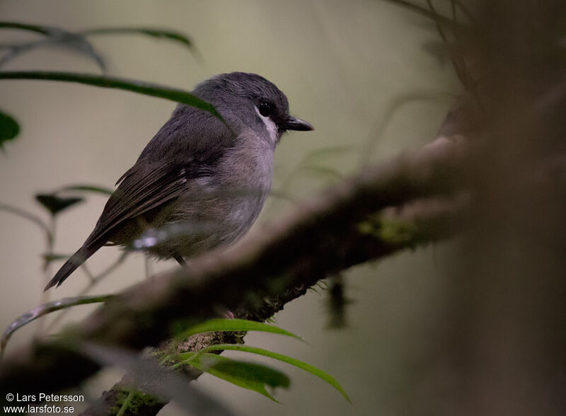 Ashy Robin