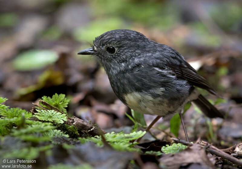 North Island Robin