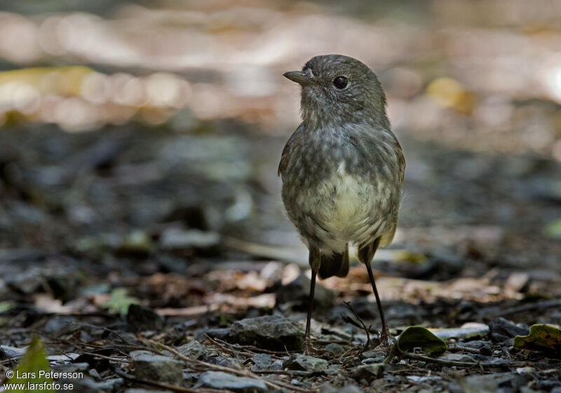 North Island Robin