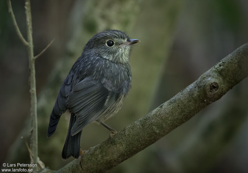 North Island Robin