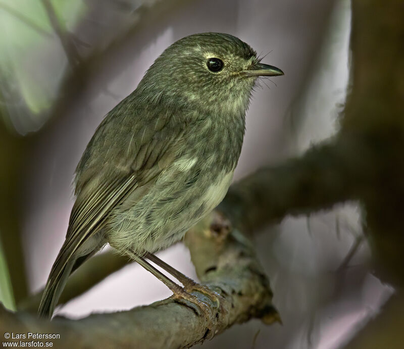 North Island Robin