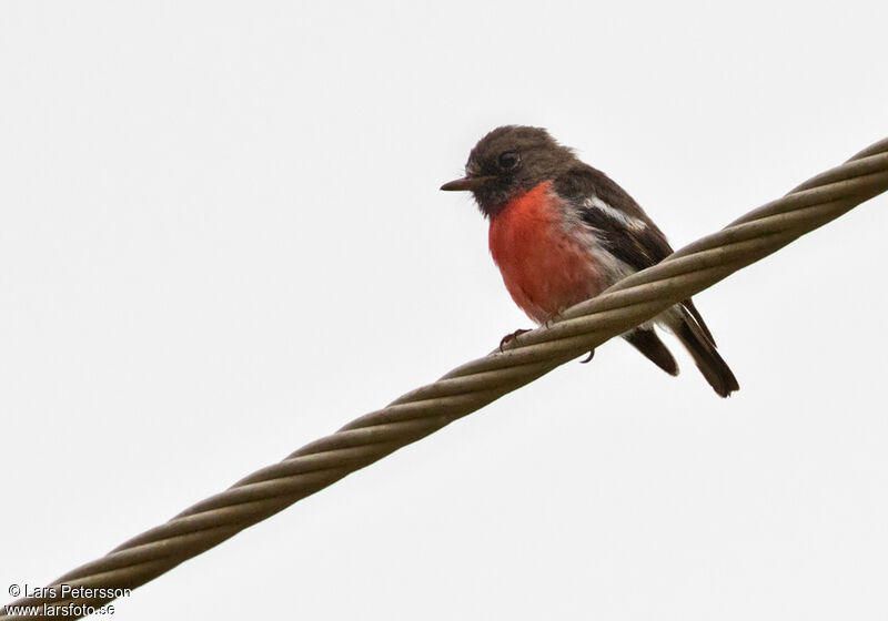 Pacific Robin