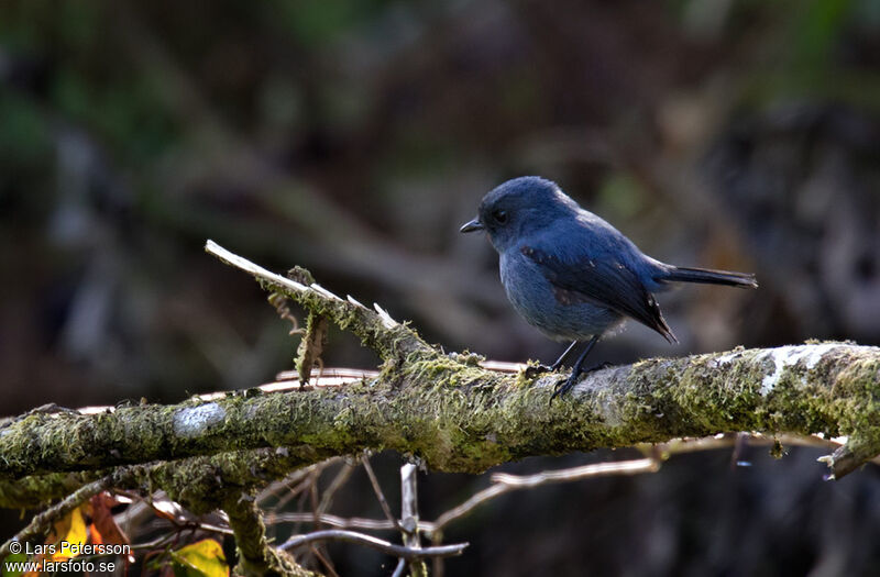 Slaty Robin