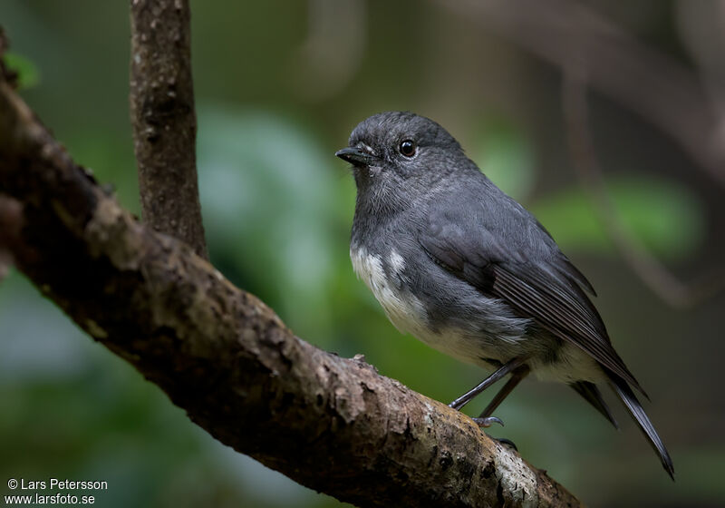 South Island Robin