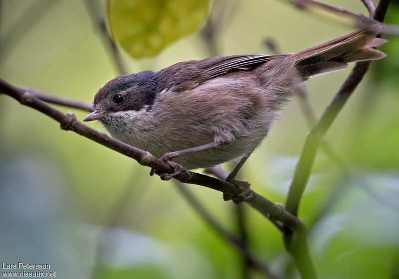 Mohoua pipipiadulte, identification