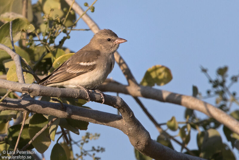 Yellow-throated Sparrow