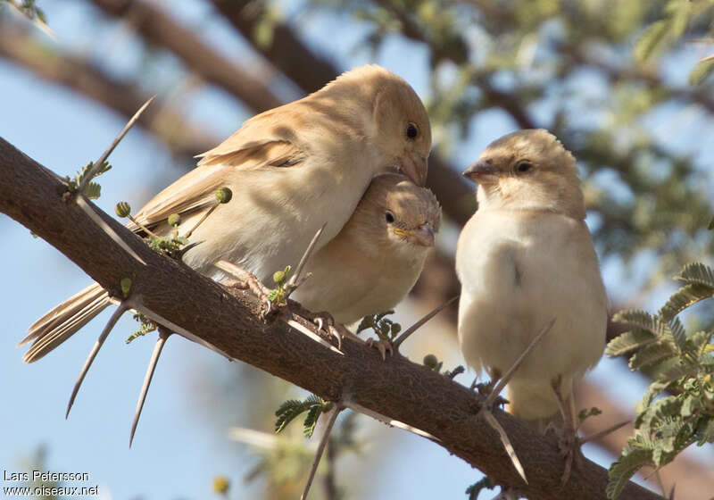 Moineau blanc, Nidification