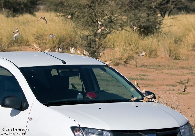 Desert Sparrow