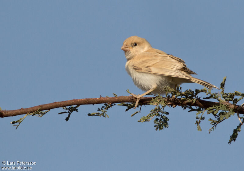 Desert Sparrow