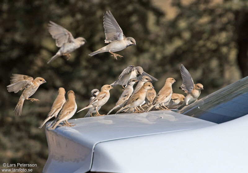 Desert Sparrow