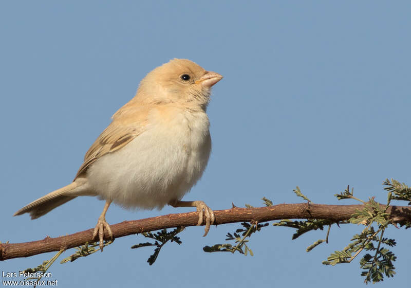 Moineau blanc femelle adulte, portrait