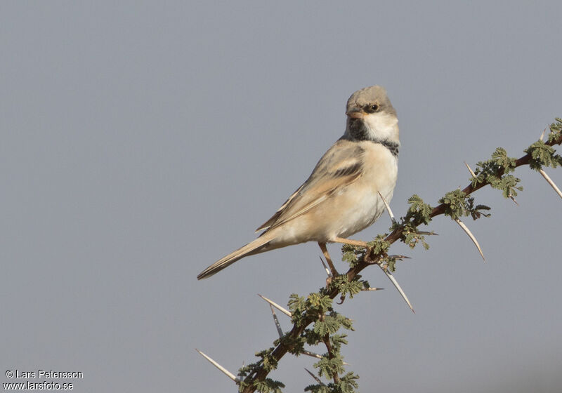 Desert Sparrow