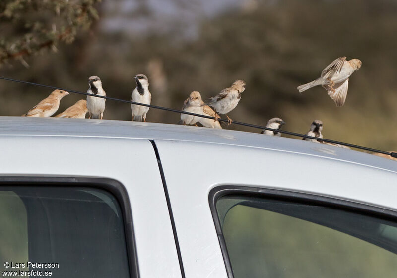 Desert Sparrow