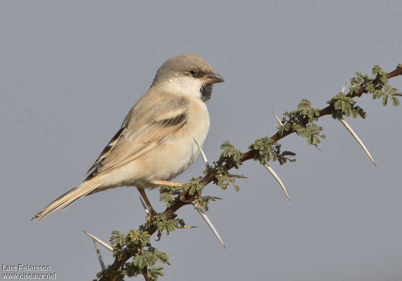 Desert Sparrow male adult, habitat, pigmentation