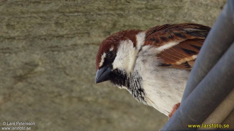 Italian Sparrow