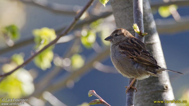 Moineau cisalpin