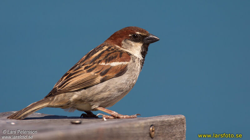 Italian Sparrow