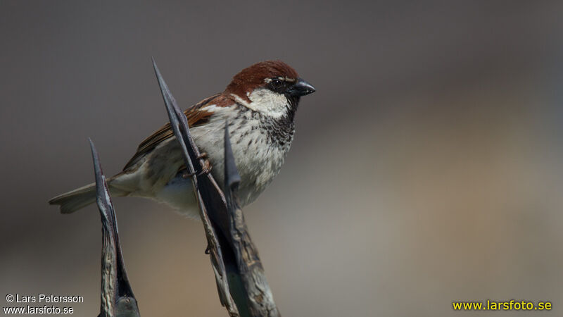 Moineau cisalpin