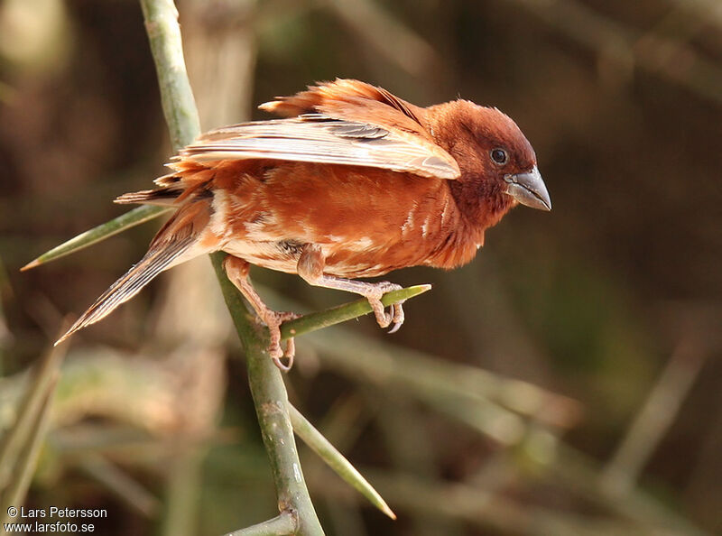 Chestnut Sparrow