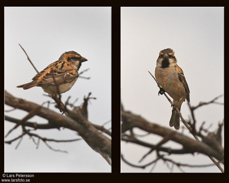 Shelley's Sparrow