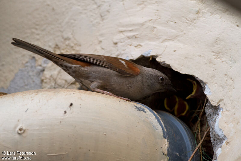 Moineau de Swainson