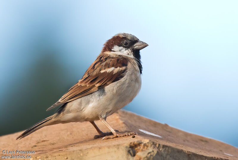 House Sparrow