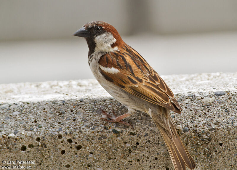 Moineau domestique