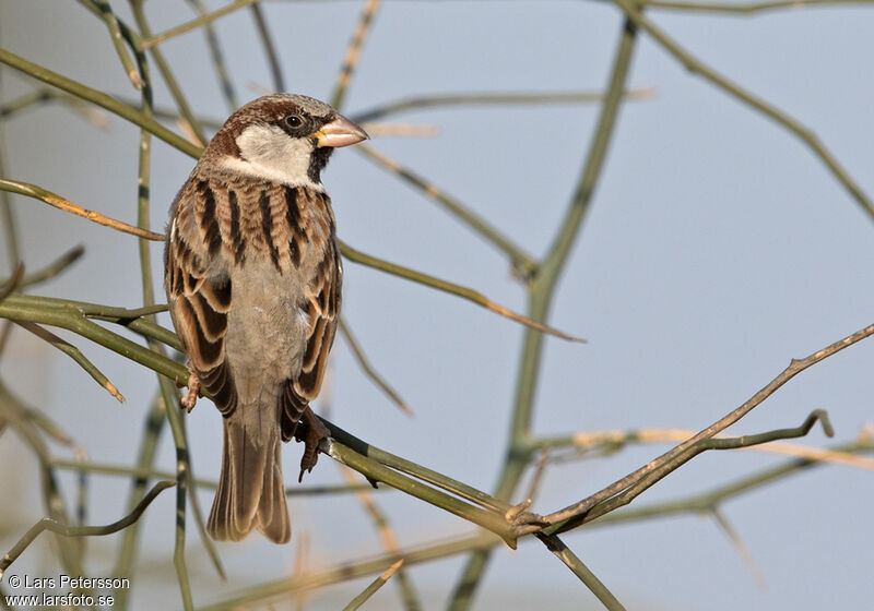 House Sparrow