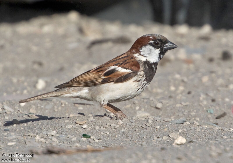 House Sparrow