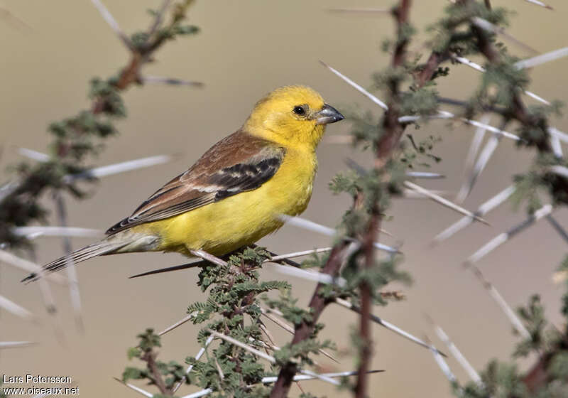 Sudan Golden Sparrow male adult, identification