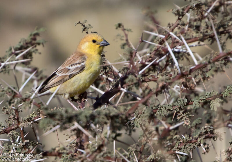 Sudan Golden Sparrow