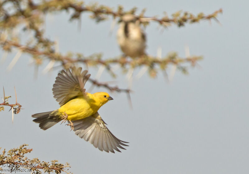 Moineau doré