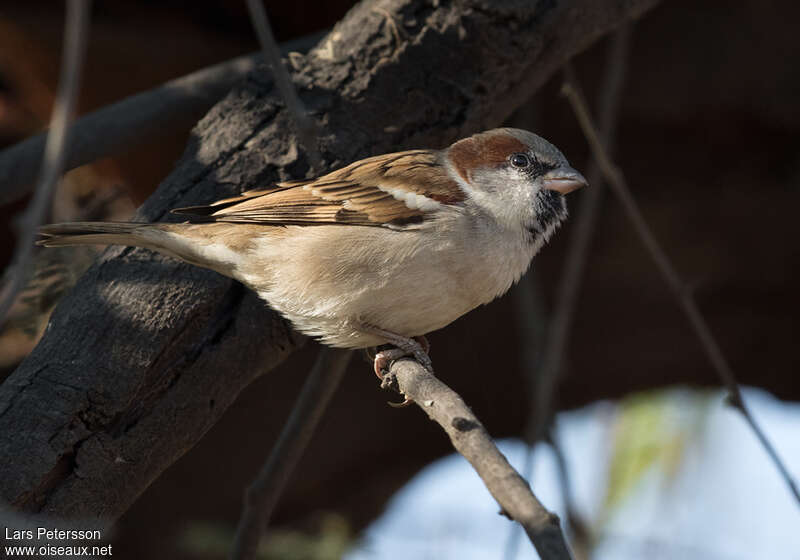 Moineau du Sind mâle adulte, identification