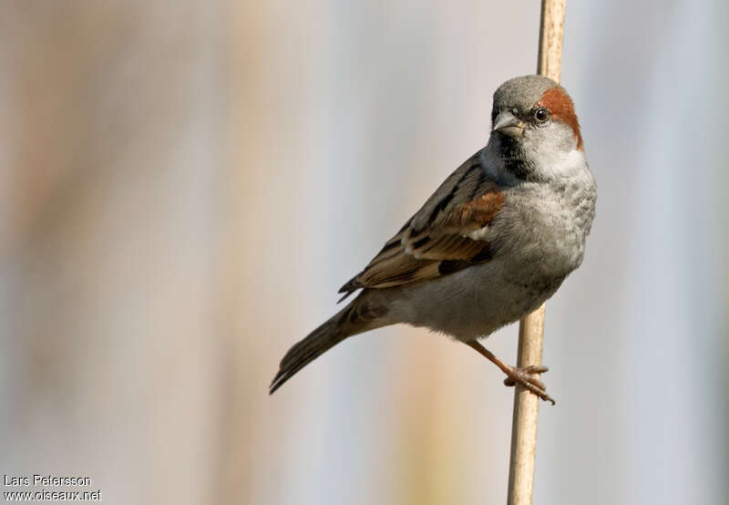 Moineau du Sind mâle adulte, portrait