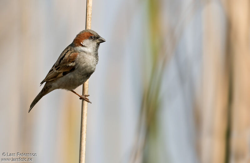 Moineau du Sind