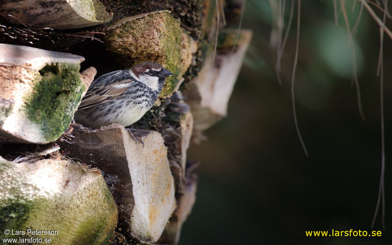 Spanish Sparrow