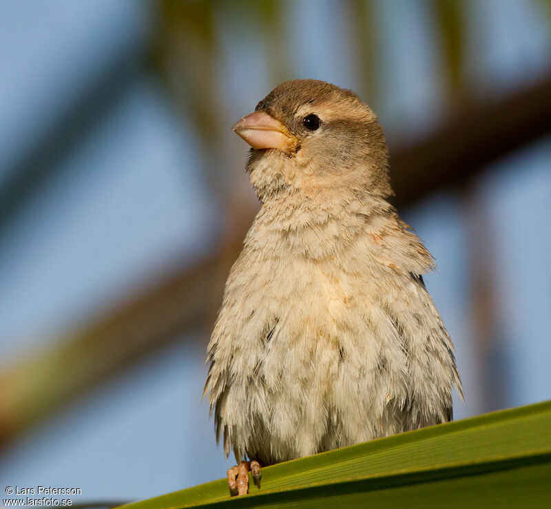 Spanish Sparrow