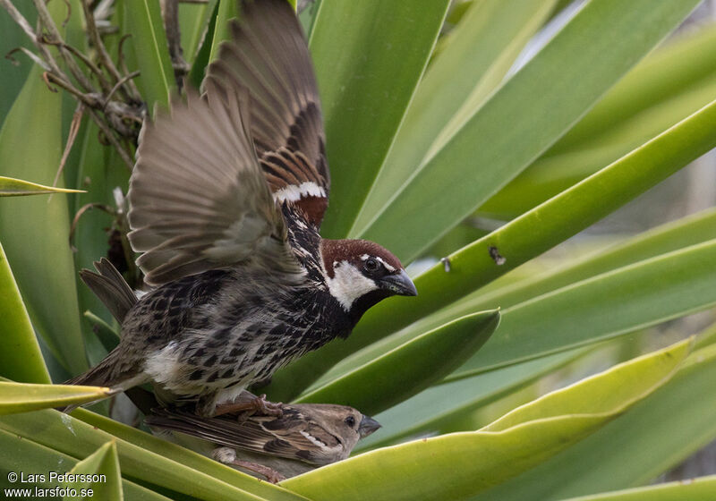 Moineau espagnol