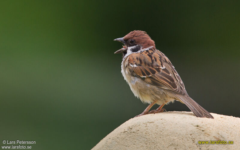 Moineau friquet