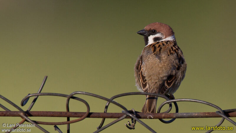 Moineau friquet