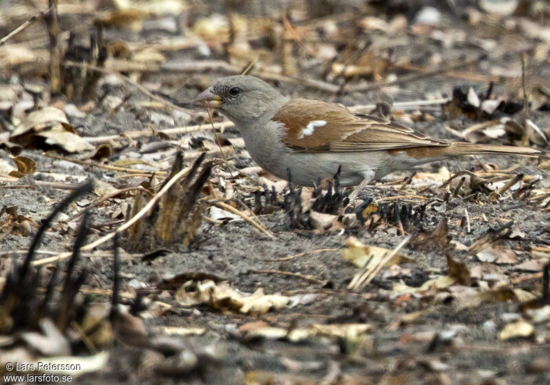 Moineau gris