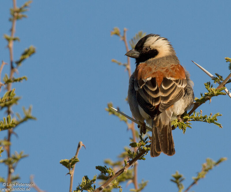 Cape Sparrow