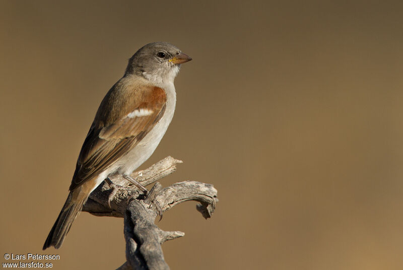 Cape Sparrow