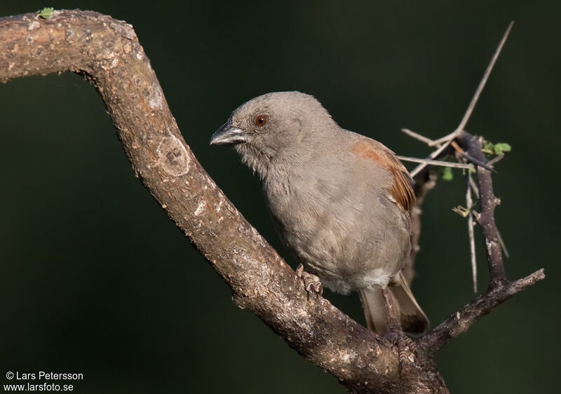 Moineau perroquet