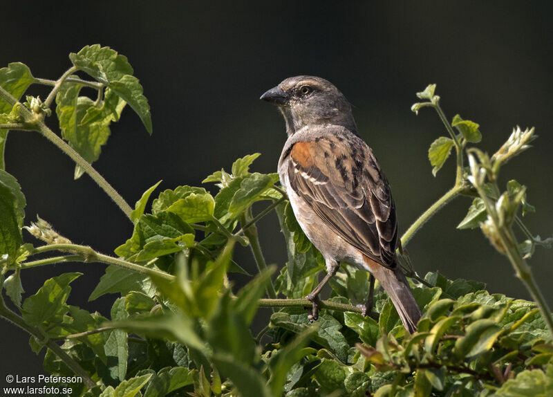 Kenya Sparrow