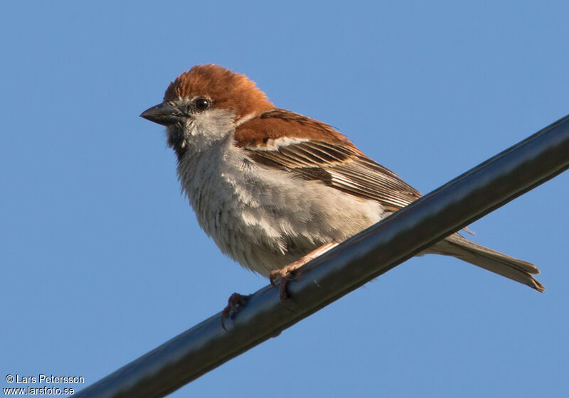 Moineau rutilant