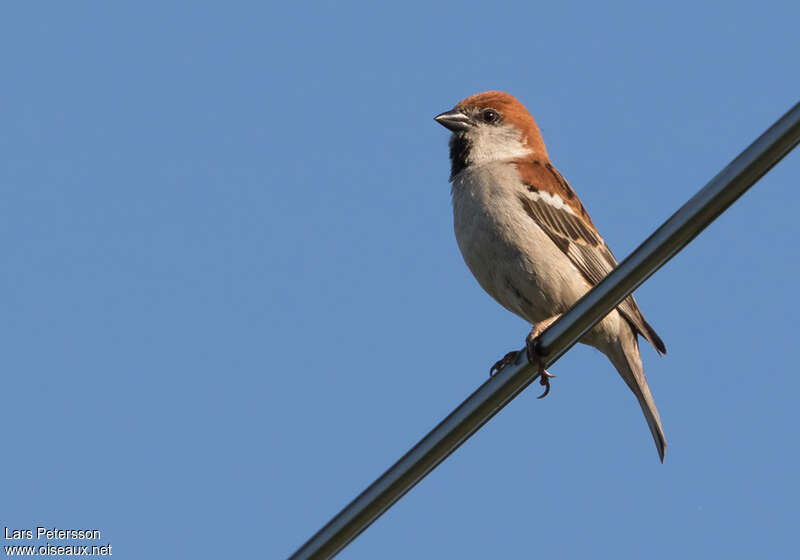 Russet Sparrow male adult, pigmentation, Behaviour